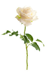 Obraz premium Flower white roses. Isolated