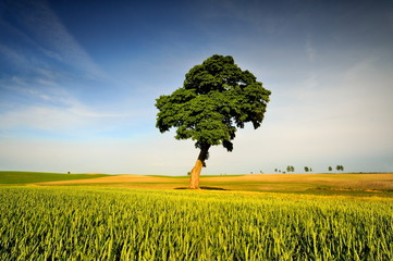 Krajobraz wiejski, młode zboże © janmiko