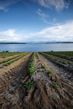 Norwegia , uprawa truskawek, krajobraz wiejski