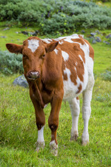 Fototapeta na wymiar Norwegia, młoda krowa na pastwisku