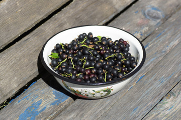 Black currants in a bowl on the bench.
