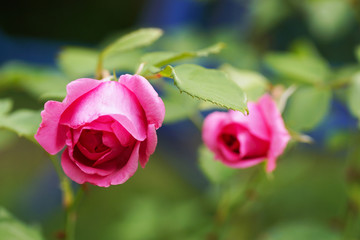 Pink rose in the garden in summer.