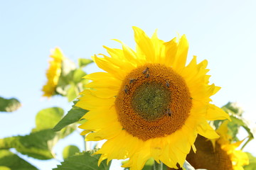 mein nektar © ralfrothaupt