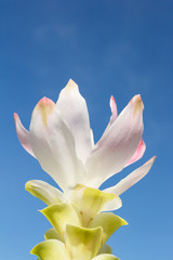 White siam tulip with sky background