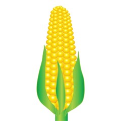 An ear of corn