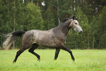 Obraz na płótnie Canvas Gray horse running free at the field