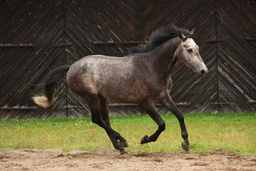 Fototapeta premium Gray horse galloping at the field