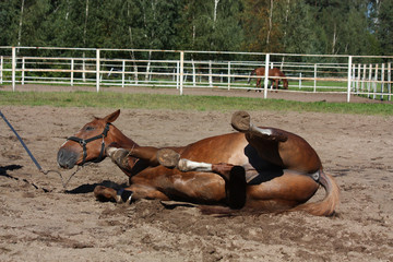 Funny brown horse rolling on the ground