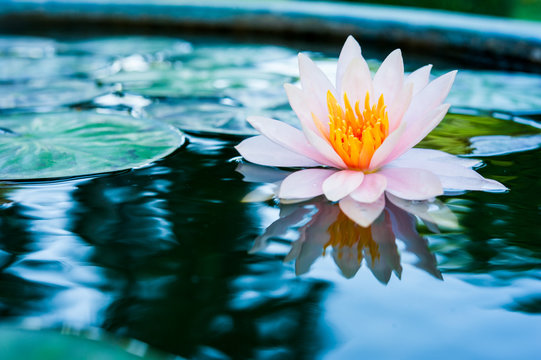 Fototapeta beautiful pink waterlily or lotus flower in pond