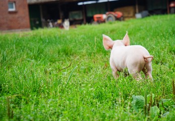 Ferkel von hinten, draussen auf einem Bauernhof