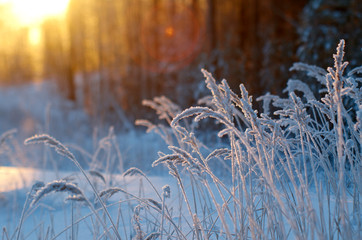 Winter scene