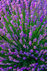 Naklejka premium Lavender field in Tihany, Hungary
