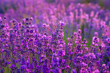 Lavender field in Tihany, Hungary