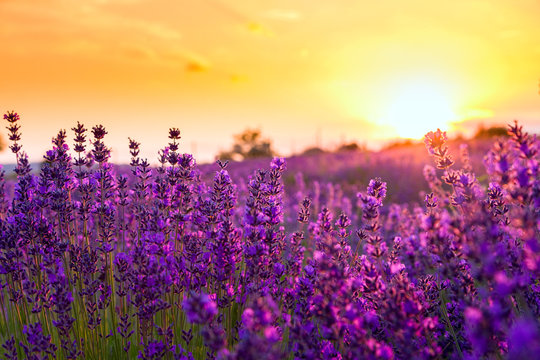 Lavender field in Tihany, Hungary © Kavita