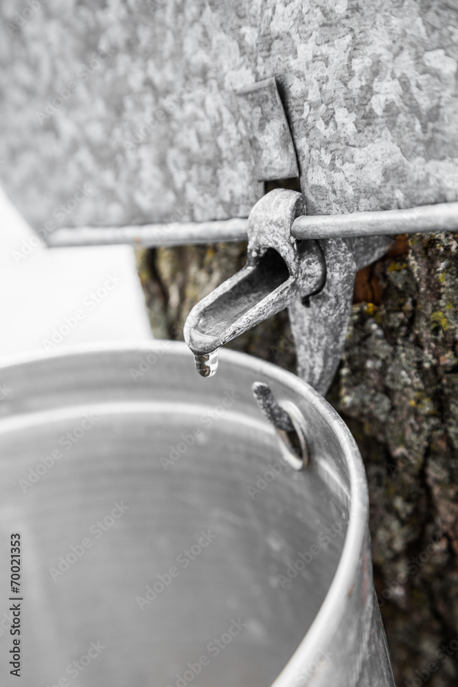 Poster maple sap buckets on trees in spring