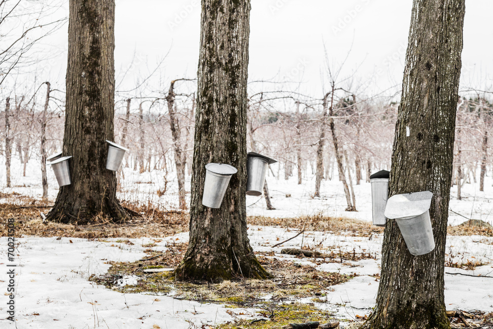 Wall mural forest of maple sap buckets on trees