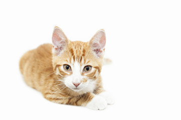 Obraz premium Ginger kitten staring