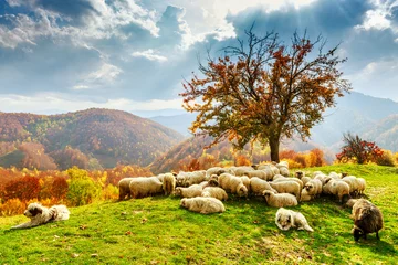 Tuinposter Herfstlandschap in de Roemeense Karpaten © Kavita
