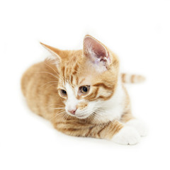 Isolated ginger kitten