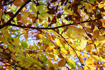 Fototapeta premium Lush autumn tree