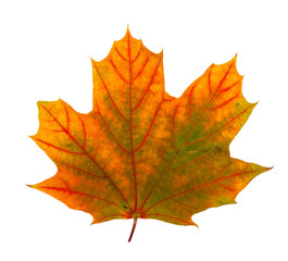Autumn maple branch with leaves isolated on a white background