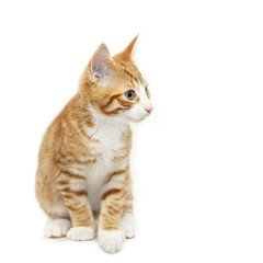 Fototapeta na wymiar Stripy ginger kitten sitting down