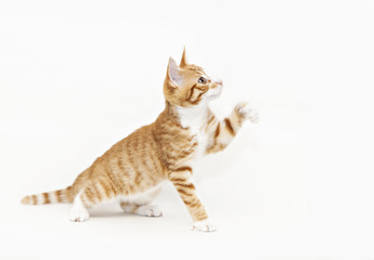 Ginger kitten waving its paw