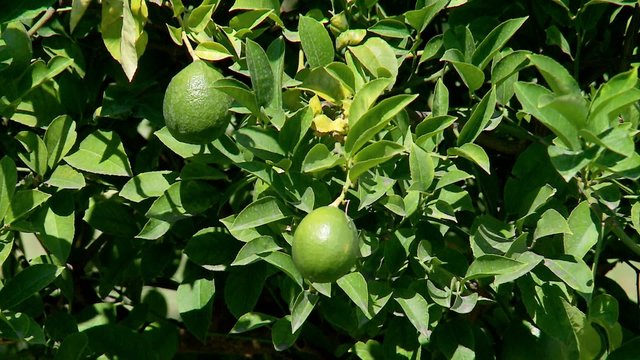 Green limes at the tree.