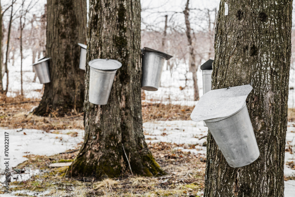 Wall mural forest of maple sap buckets on trees