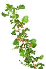 gooseberry seedling isolated on white background