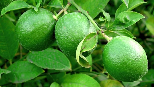 Green limes at the tree.