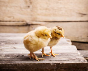little yellow kid chick standing on wooden background