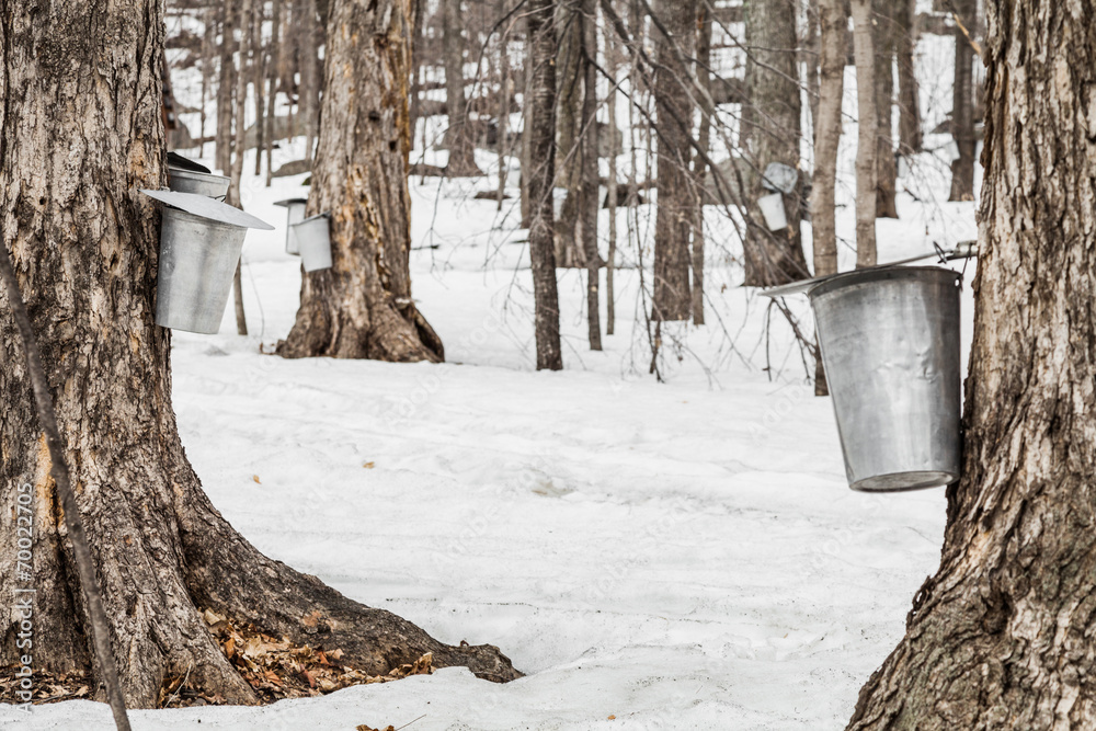 Wall mural forest of maple sap buckets on trees
