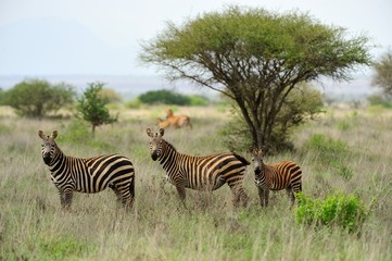 Obraz premium Zebras