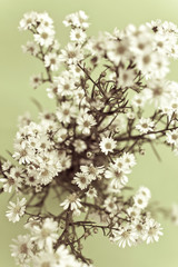 white gypsophila
