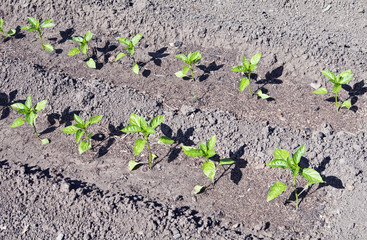 Грядка с перцем