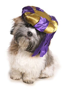 Shih Tzu Wearing A Genie Hat