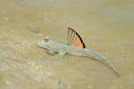 Periophthalmus chrysospilos