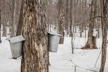 Forest of Maple Sap buckets on trees