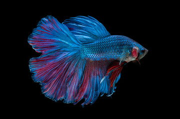 beautiful betta splendens isolated on black background