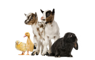 Group of farm animals