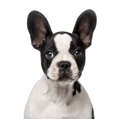 Fototapeta premium French Bulldog puppy (3 months old)