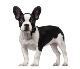 French Bulldog puppy (3 months old)