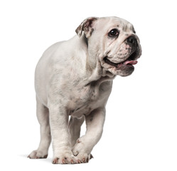 English Bulldog looking away