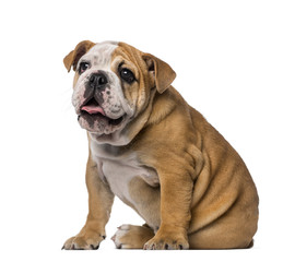 Obraz na płótnie Canvas English Bulldog puppy (4 months old)