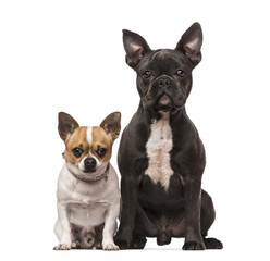 French Bulldog (7 months old), Chihuahua (3 years old)