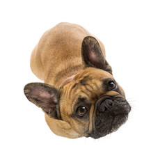 Top view of a French Bulldog (3 years old)