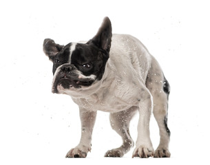 Fototapeta premium French Bulldog (3 years old) shaking