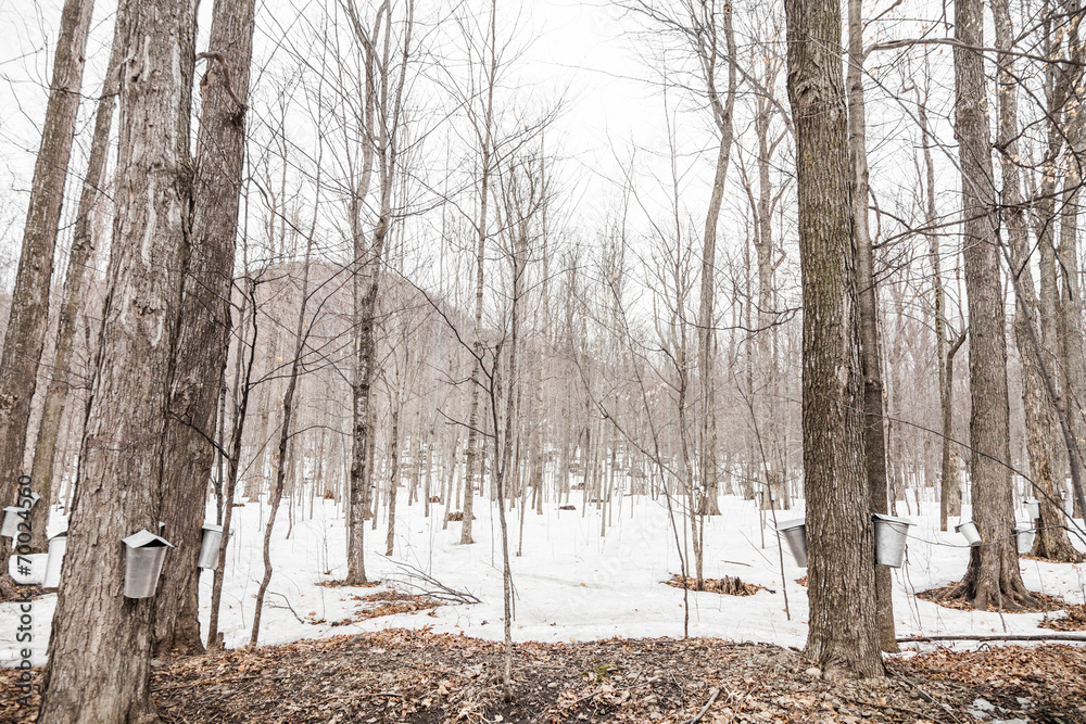 Canvas Prints forest of maple sap buckets on trees