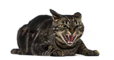 Mixed-breed cat hissing - Powered by Adobe